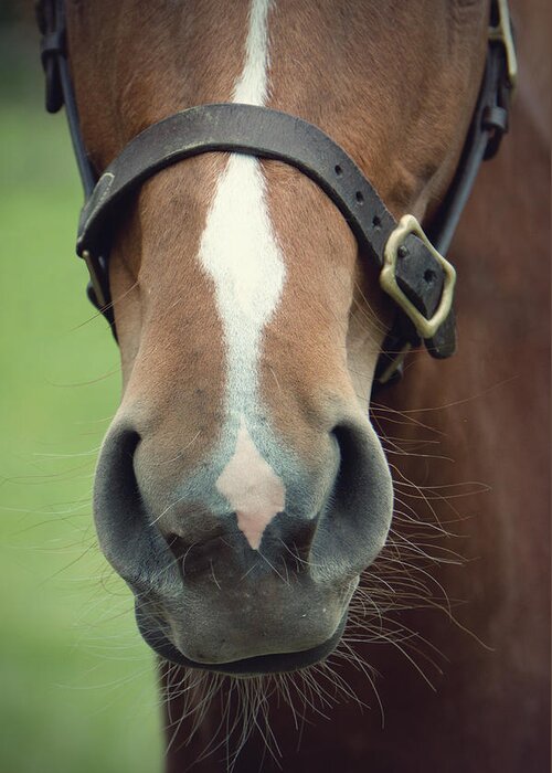 Animal Greeting Card featuring the photograph Chestnut Pony Foal Muzzle With Whiskers by Ethiriel Photography