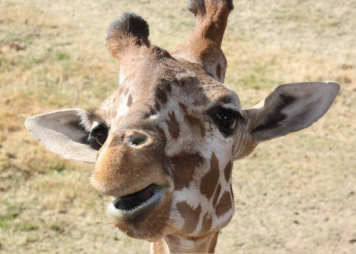Giraffe Greeting Card featuring the photograph Chewing my treat by Kim Galluzzo