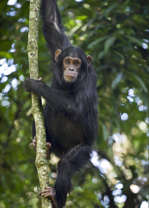 00438385 Greeting Card featuring the photograph Chimpanzee Subadult In Tree Western by Suzi Eszterhas