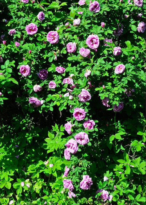 Nature Greeting Card featuring the photograph China Rose by Michael Goyberg