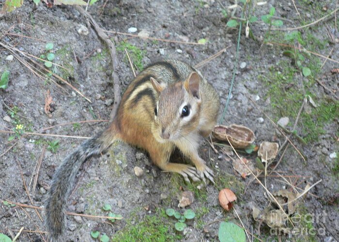 Chipmunk Greeting Card featuring the photograph Chipmunk Feast by Laurel Best