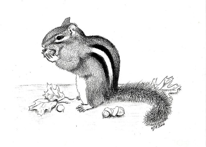 Chipmunk Greeting Card featuring the drawing Chipmunk by Jackie Irwin