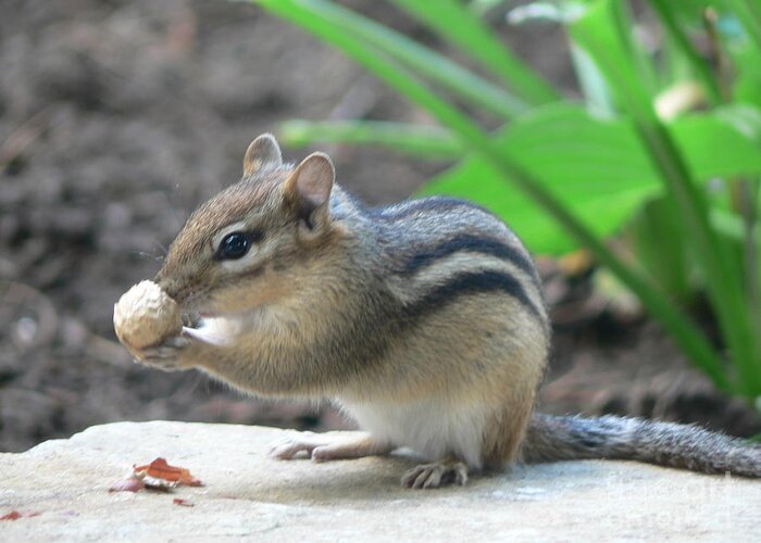 Chipmunk Greeting Card featuring the photograph Chipmunk by Laurel Best