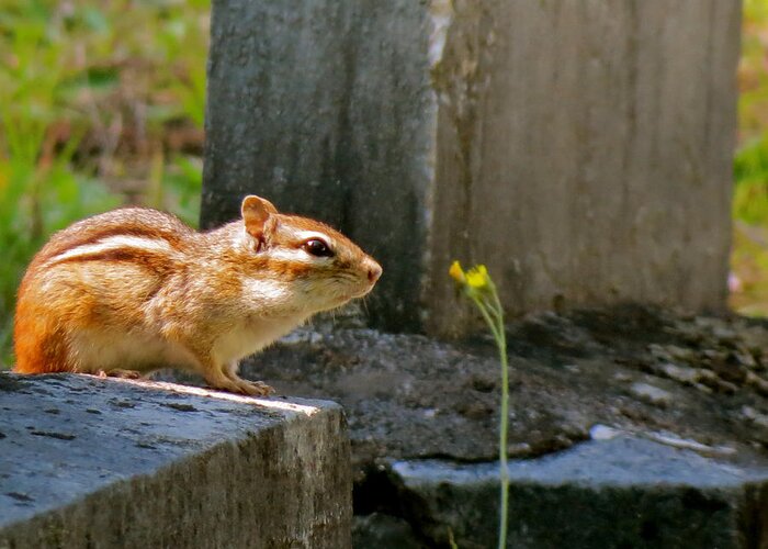 Chipmunk Greeting Card featuring the photograph Chipmunk with Flower by Azthet Photography