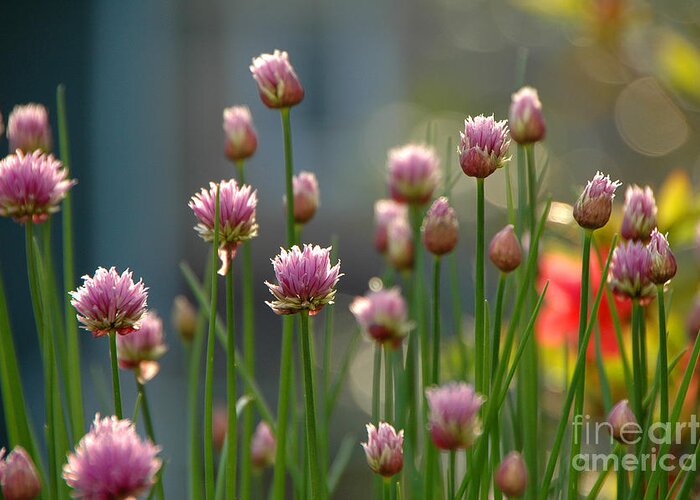 Chives Greeting Card featuring the photograph Chives by Mike Nellums