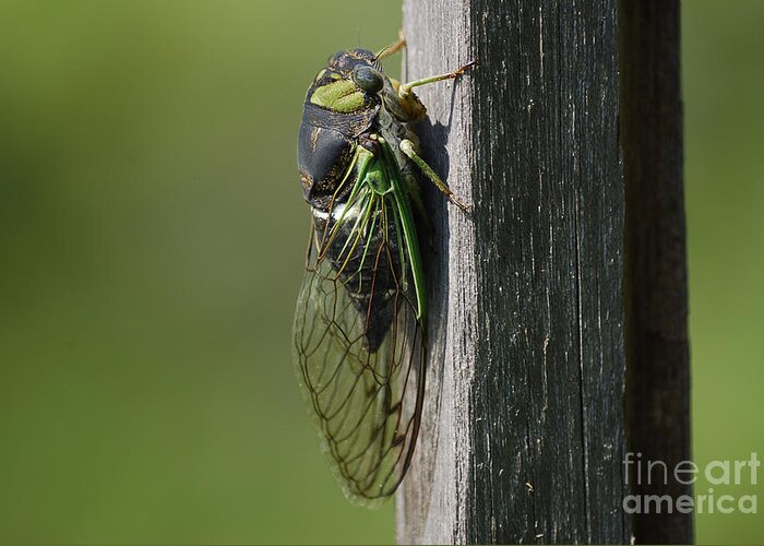 Insects Greeting Card featuring the photograph Cicada by Randy Bodkins