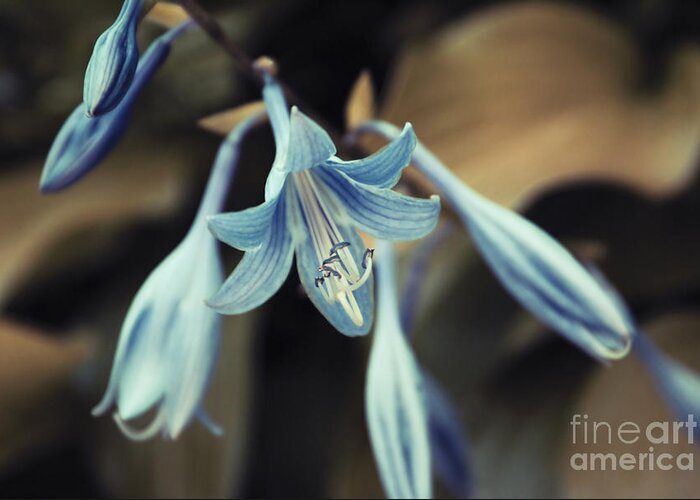 Lily Greeting Card featuring the photograph Cladis 22 by Variance Collections