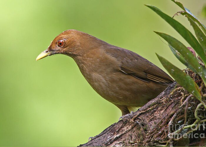 Bird Greeting Card featuring the photograph Clay-colored Thrush by Jean-Luc Baron