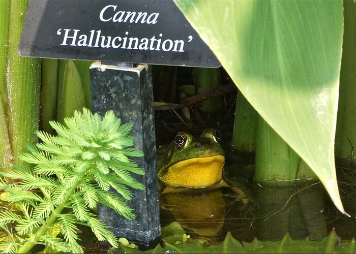 Frog Hiding Greeting Card featuring the photograph Clever Froggy's Hideout by Byron Varvarigos