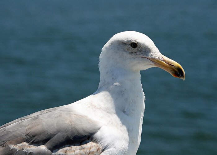 Seagull Greeting Card featuring the photograph Close Seagull by Wendi Curtis