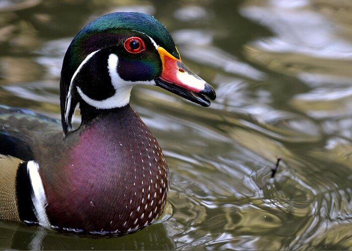 Wood Duck Greeting Card featuring the photograph Close To The Edge by Fraida Gutovich