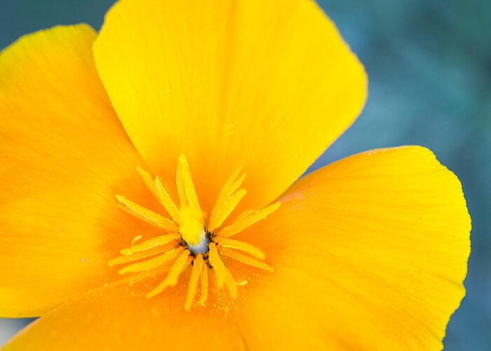 California Poppy Greeting Card featuring the photograph Close Up Of A California Poppy by Dina Calvarese