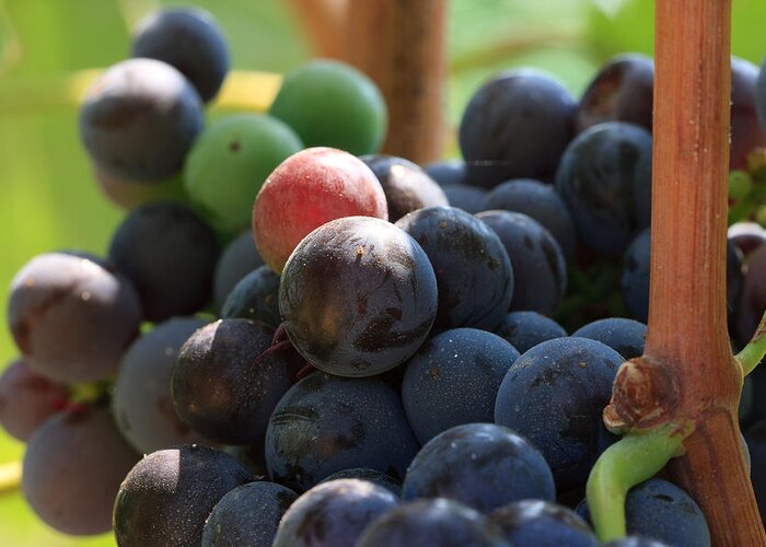Vegetation Greeting Card featuring the photograph Close Up Of Wine Grapes by Dina Calvarese