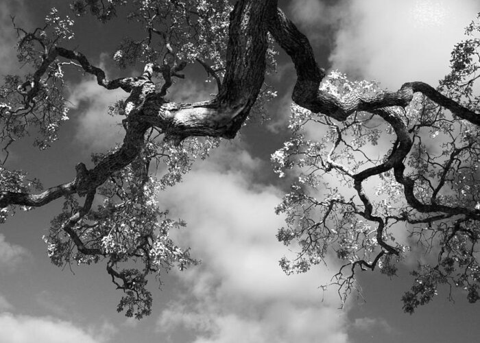 Oak Tree Greeting Card featuring the photograph Cloudy Oak by Laurie Search