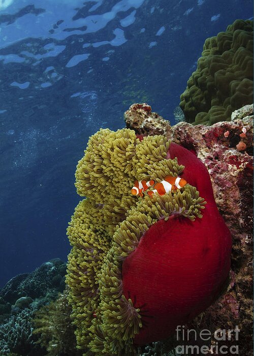 Anemone Greeting Card featuring the photograph Clownfish Inside A Red And Green by Mathieu Meur