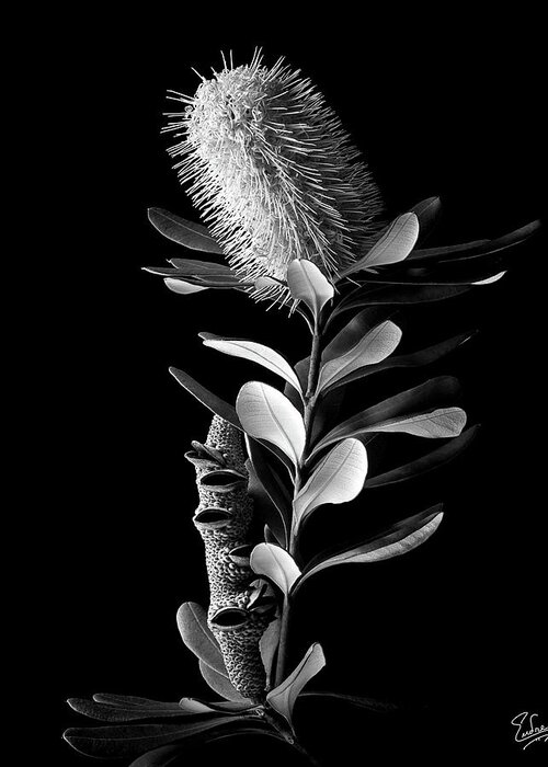 Flower Greeting Card featuring the photograph Coast Banksia in Black and White by Endre Balogh