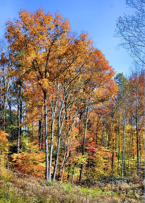 Autumn Greeting Card featuring the photograph Colorful by Kristin Elmquist