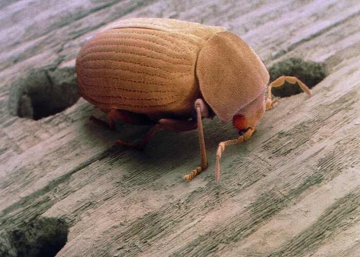 Coloured Sem Of Woodworm Beetle Emerging From Wood Greeting Card