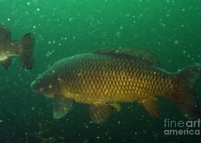 Fish Greeting Card featuring the photograph Common Carp by Ted Kinsman