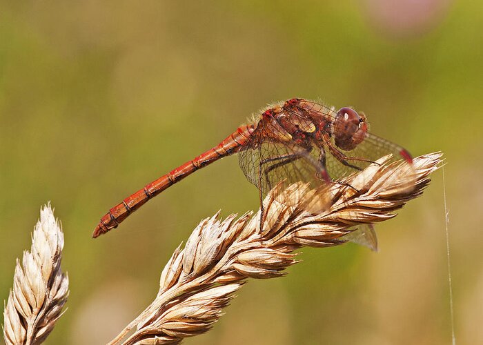Insect Greeting Card featuring the photograph Common Darter by Paul Scoullar