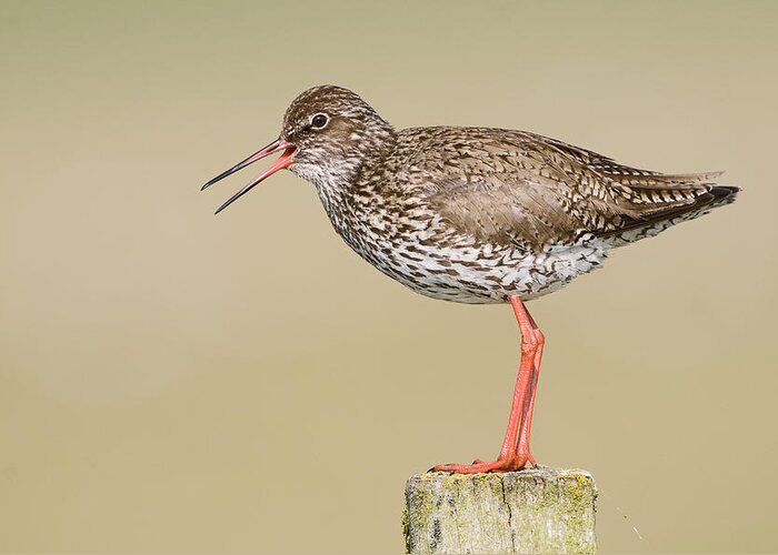 Fn Greeting Card featuring the photograph Common Redshank Tringa Totanus Calling by Marcel van Kammen