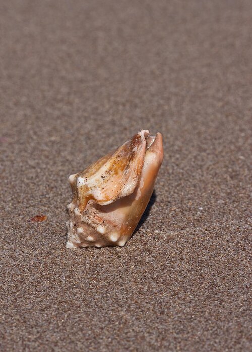 Beach Greeting Card featuring the photograph Conch Seashell by Dina Calvarese