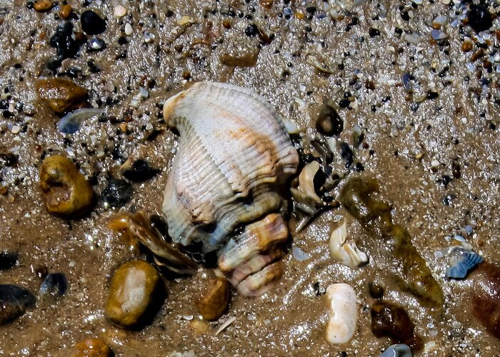 Shell Greeting Card featuring the photograph Conch by Toma Caul