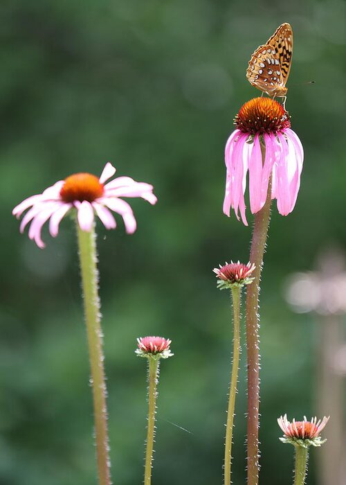 Butterfly Greeting Card featuring the photograph Coneflowers And Butterfly by Daniel Reed