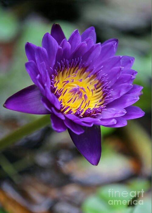 Lily Greeting Card featuring the photograph Confident Purple Water Lily by Sabrina L Ryan