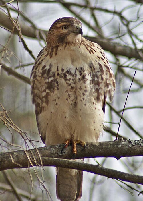 Cooper's Greeting Card featuring the photograph Cooper's Hawk 1 by Joe Faherty