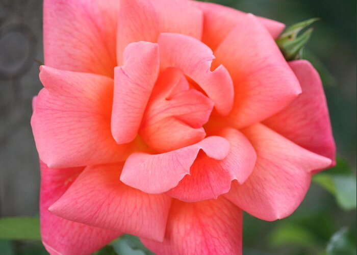 Coral Rose Greeting Card featuring the photograph Coral Paris Rose Square by Carol Groenen