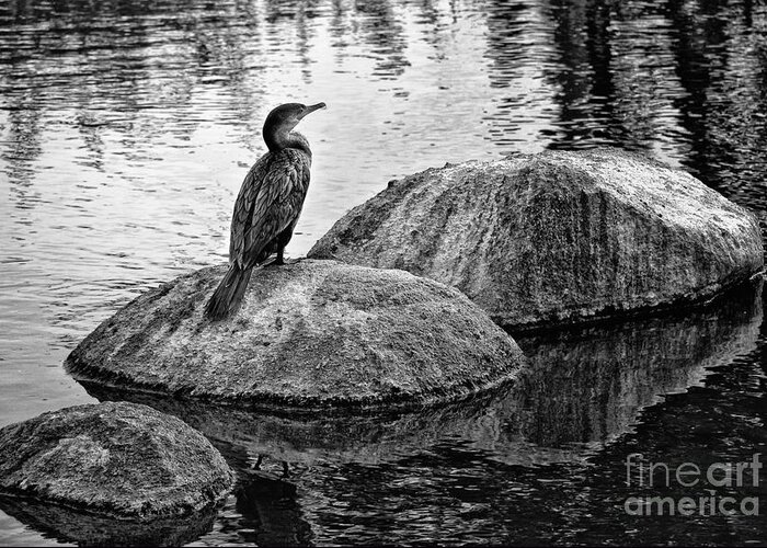 Cormorant Greeting Card featuring the photograph Cormorant on Rocks by Jim Moore