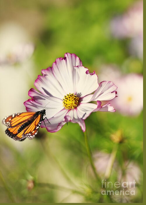 Cosmos Greeting Card featuring the photograph Cosmos and Butterfly Dream by Susan Gary