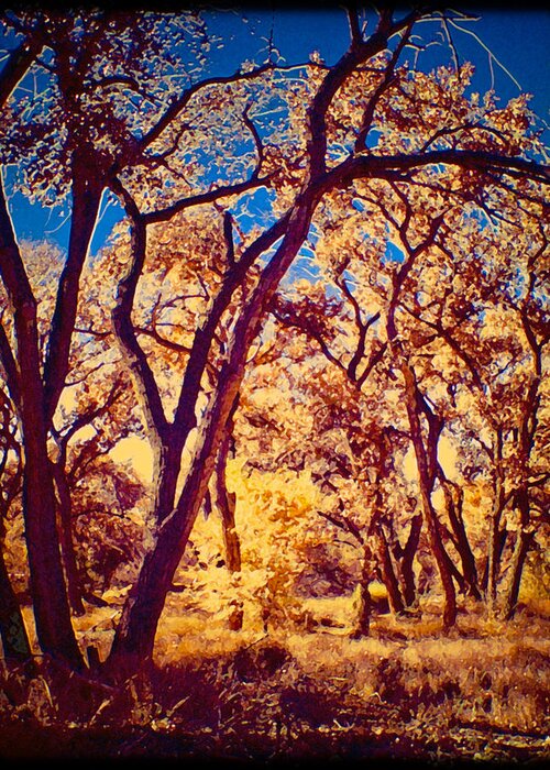 Cottonwood Greeting Card featuring the photograph Cottonwoods by Mark Forte