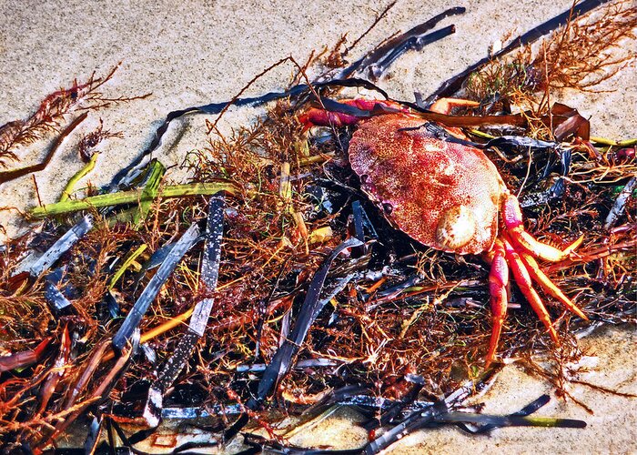 Beach Greeting Card featuring the photograph Crab Boil by William Fields