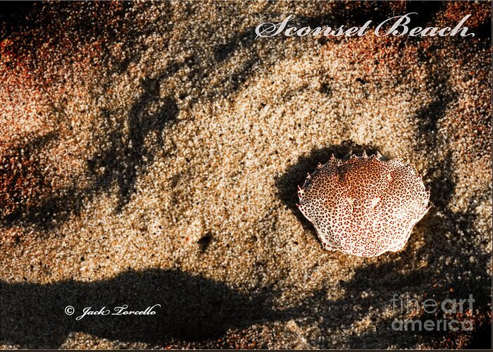 Nantucket Greeting Card featuring the photograph Crab Shell 'Sconset Beach Nantucket by Jack Torcello