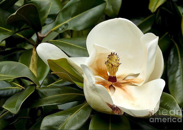 Flower Greeting Card featuring the photograph Creamy Magnolia by Teresa Zieba