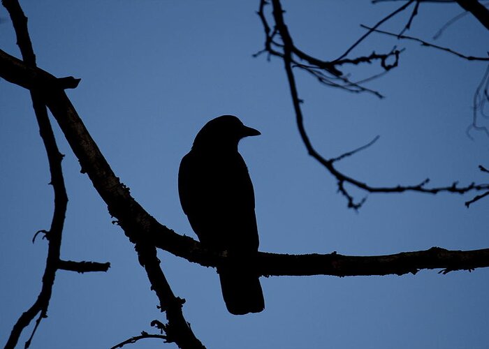 Crow Greeting Card featuring the photograph Crow Silhouette by Trent Mallett