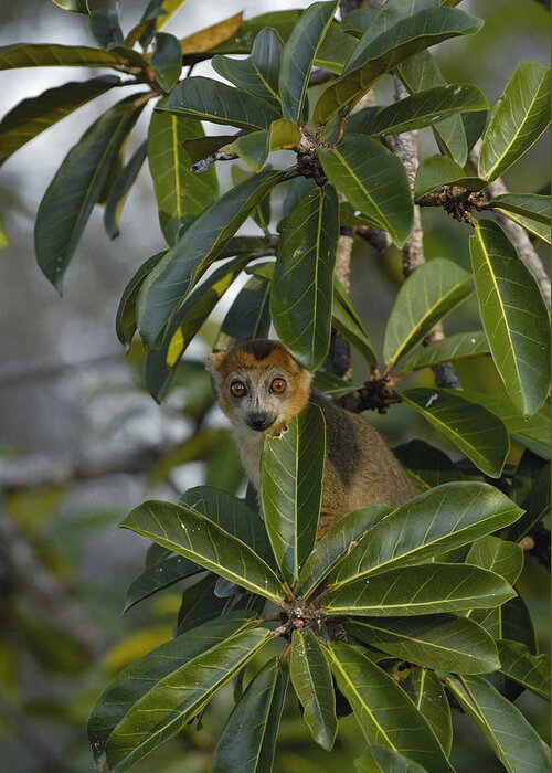 Mp Greeting Card featuring the photograph Crowned Lemur Eulemur Coronatus Male by Pete Oxford