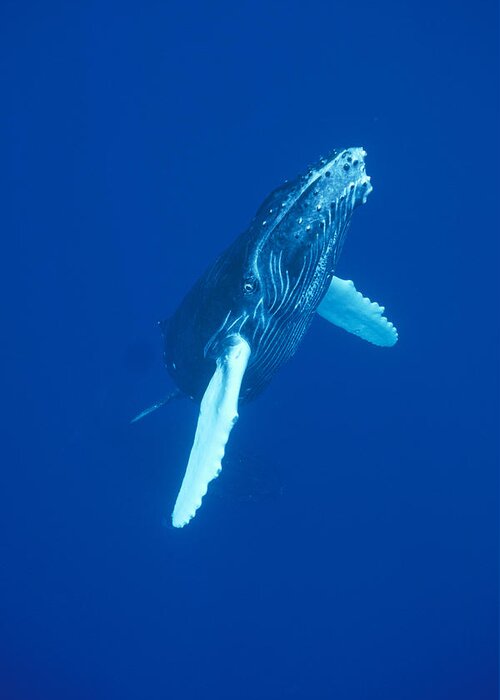 00114523 Greeting Card featuring the photograph Curious Humpback Whale Calf Off Maui by Flip Nicklin