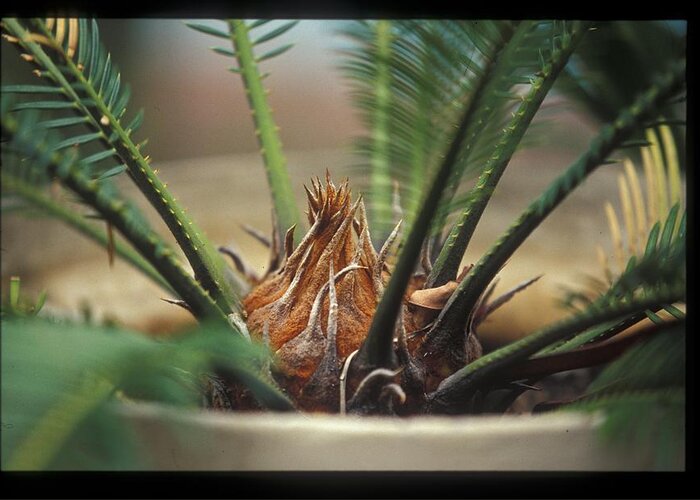 Cycad Greeting Card featuring the photograph Cycad by Miguel Capelo
