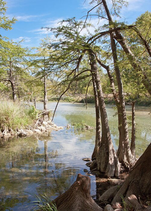 Wimberley Greeting Card featuring the photograph Cypress Serenity by James Woody
