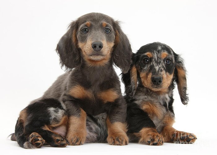 Dachshund Greeting Card featuring the photograph Dachshund And Merle Dachshund Pups by Mark Taylor