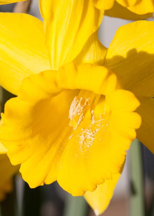 Flower Greeting Card featuring the photograph Daffodil Close Up by Dina Calvarese
