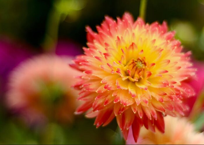 Nature Greeting Card featuring the photograph Dahlia Procyon. Summer Garden by Jenny Rainbow