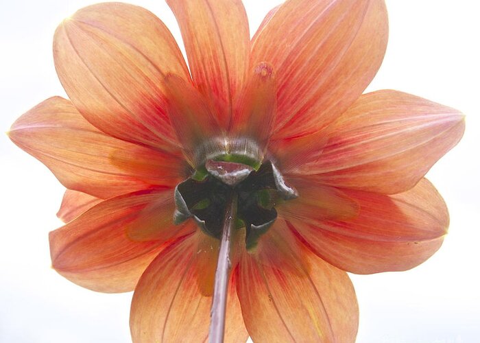 Photography Greeting Card featuring the photograph Dahlia Understudy by Sean Griffin