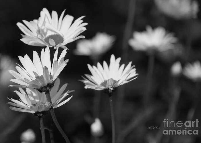Daisy Greeting Card featuring the photograph Daisy in black and white by Yumi Johnson