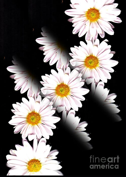 Daisy Greeting Card featuring the photograph Daisy Split by Traci Cottingham