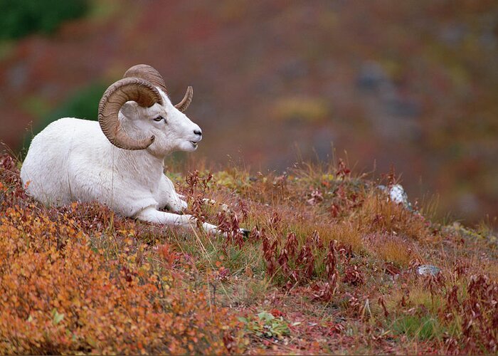 Mp Greeting Card featuring the photograph Dalls Sheep Ovis Dalli Male Resting by Michael Quinton