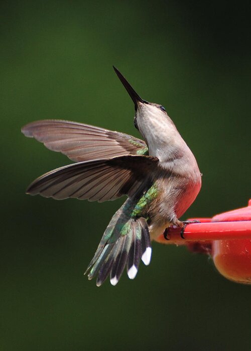 Avian Greeting Card featuring the photograph Dance of the Hummingbird by Jai Johnson